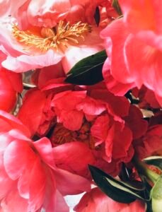 peonies.jpg